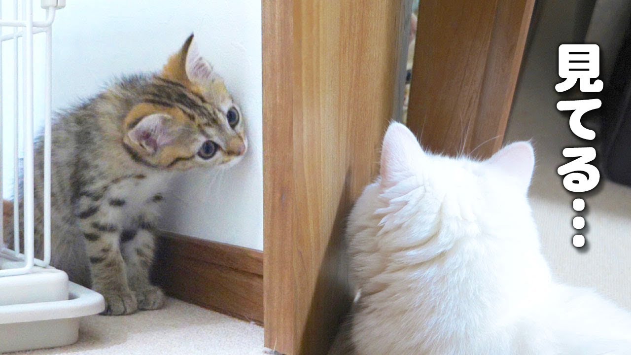 飼い主の知らないうちにふたりは出会っていたようです！