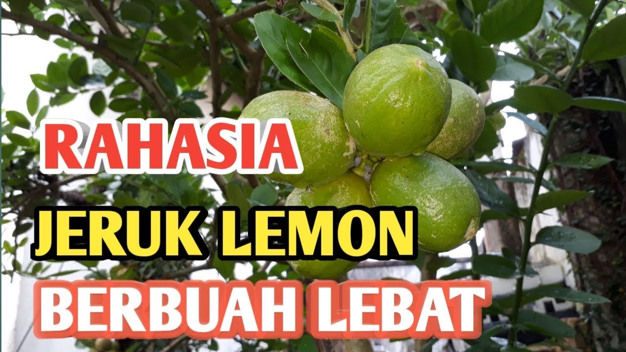 CARA MERAWAT POHON JERUK LEMON AGAR BERBUAH LEBAT