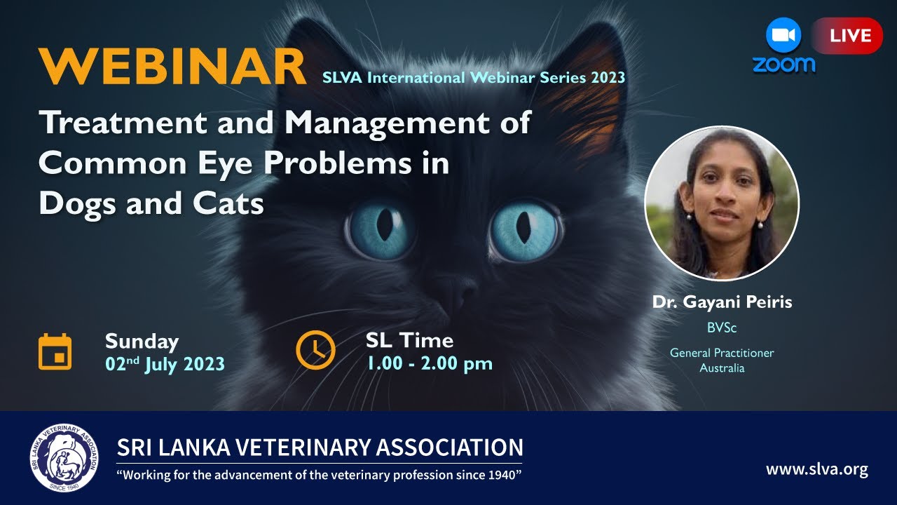 Treatment and Management of Common Eye Problems in Dogs and Cats