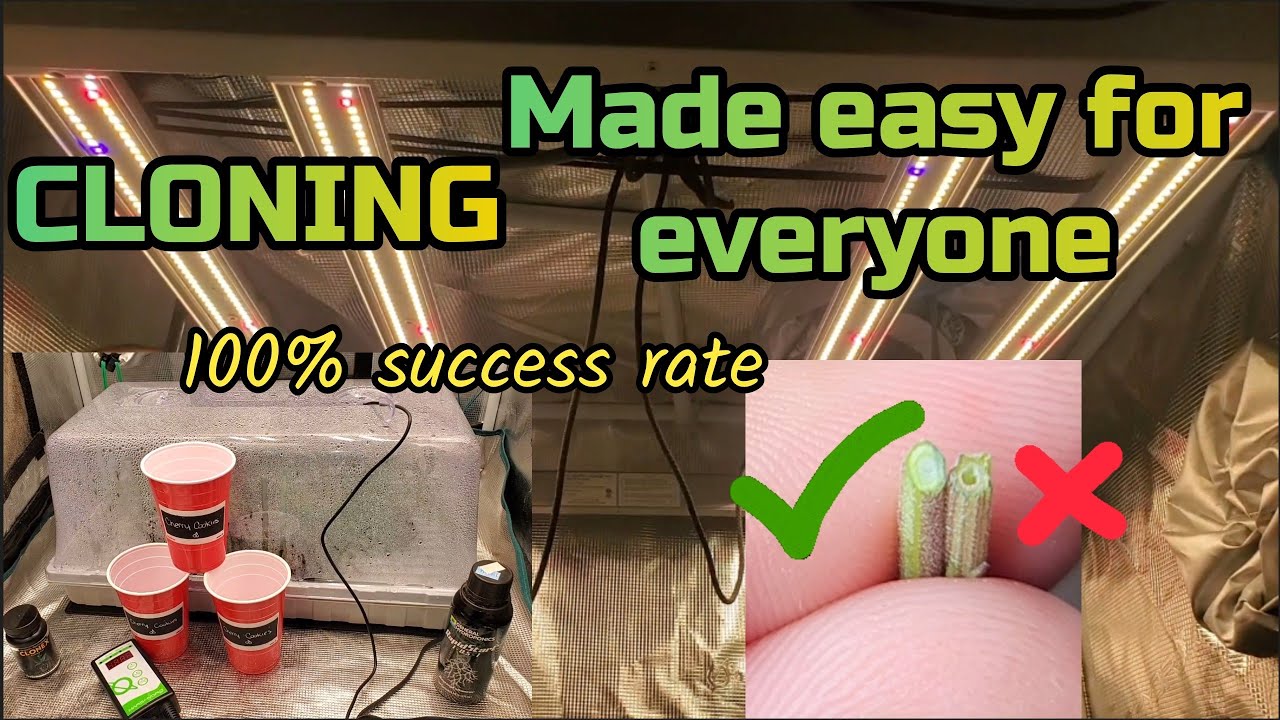 Flawless Cloning Made easy for everyone Tips Tricks and Secrets, grown under the Mars Hydro FC-3000