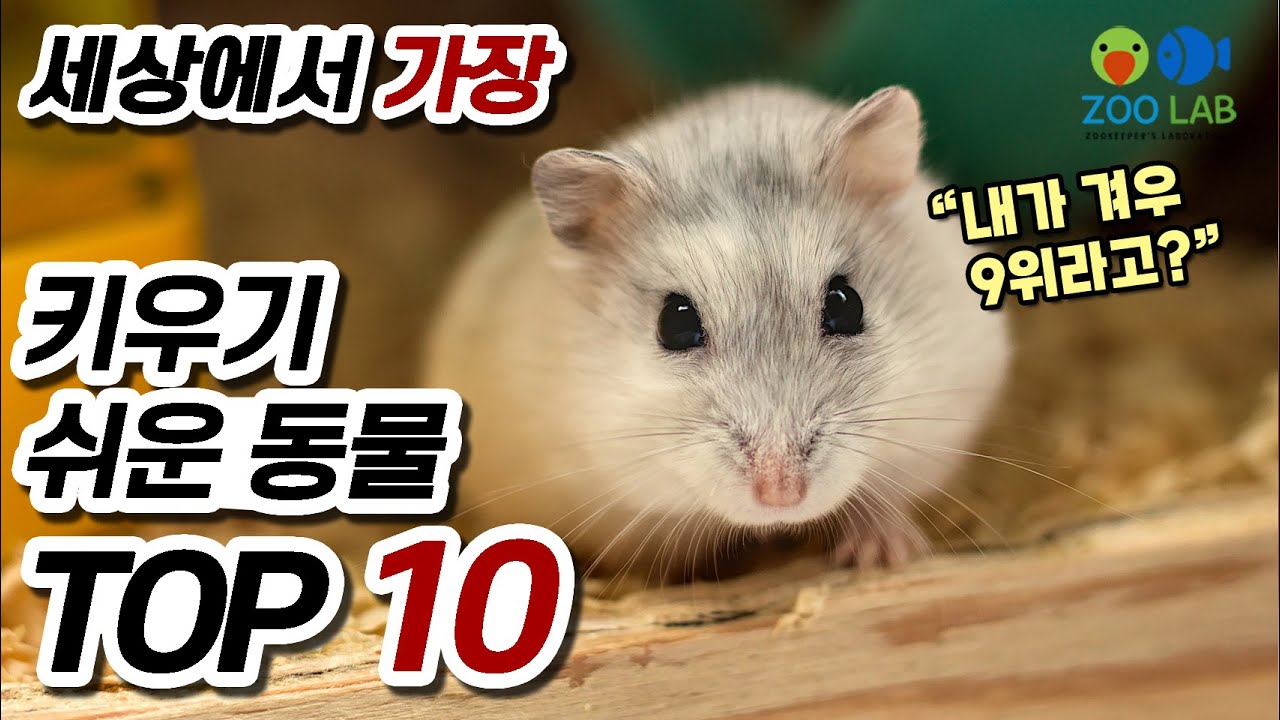 가장 키우기 쉬운 동물 TOP 10,  반려동물 랭킹, 열대어, 구피도 있을까? 키울수 있는 동물중 사육이 쉬운 종류순위!