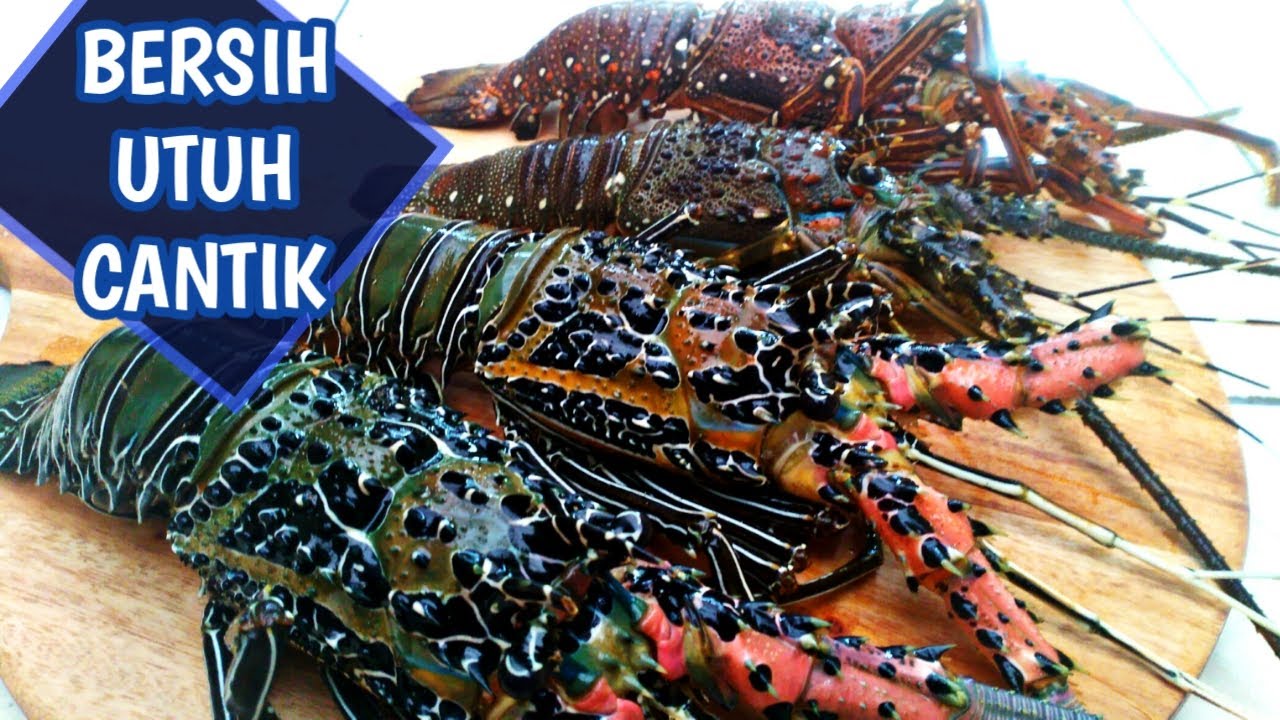 CARA MEMBERSIHKAN LOBSTER AIR LAUT TETAP UTUH DAN CANTIK SEBELUM DIMASAK