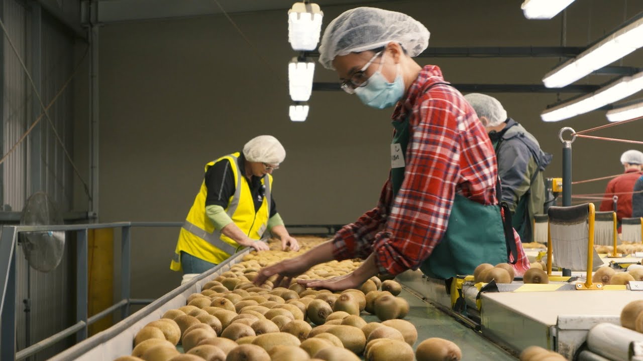 Kiwifruit packing is 'shit work'