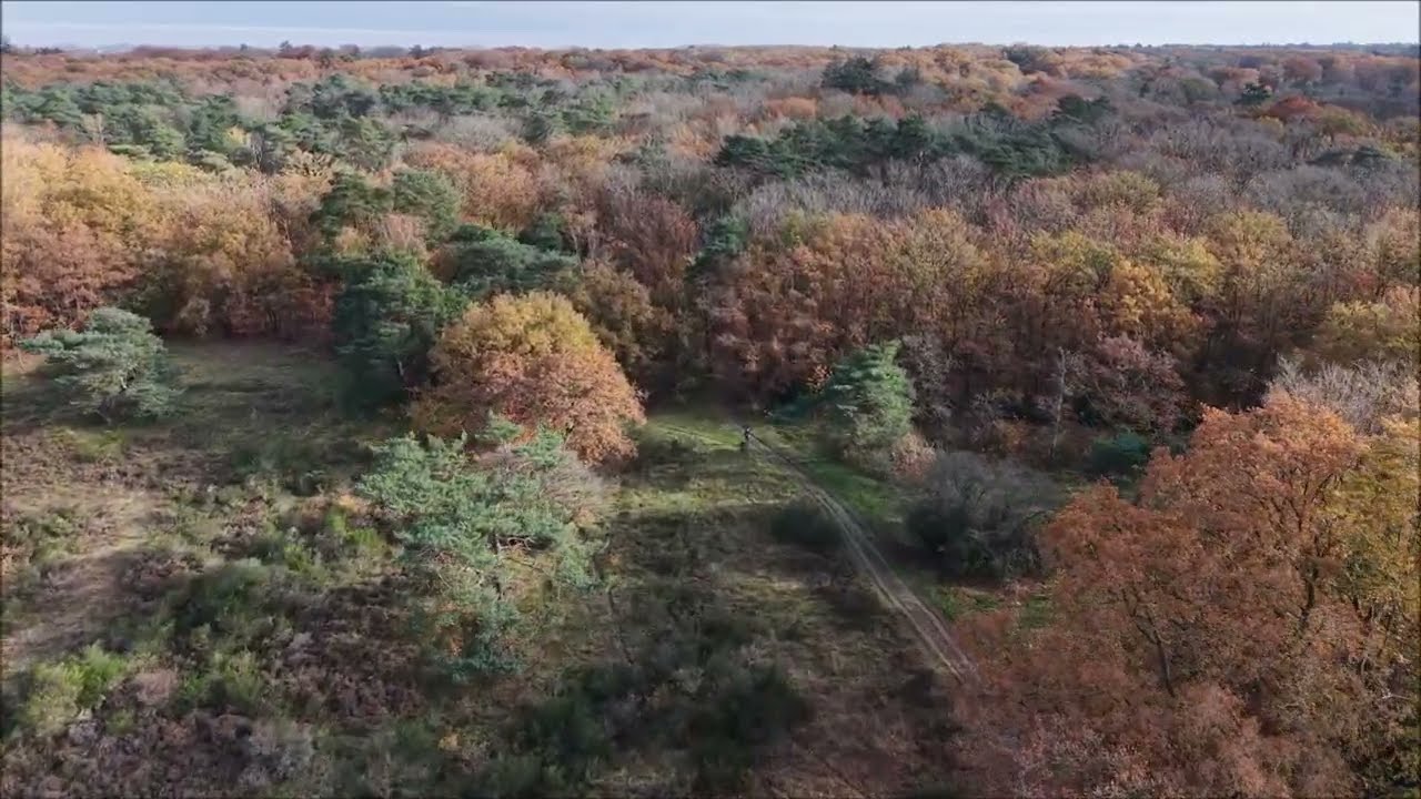 Hei en bos langs Langerhuizenweg herfst 2025