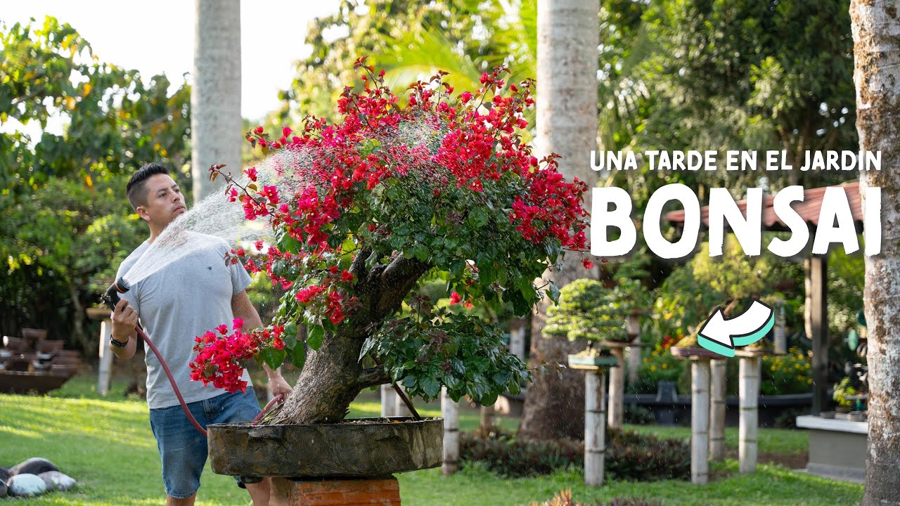 Una Tarde en el Jardín Bonsai