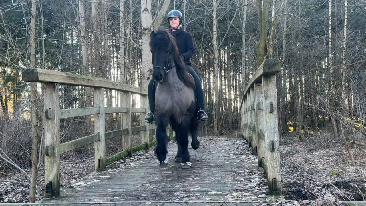 FOR SALE - Ásgeir – Der, der einfach läuft.