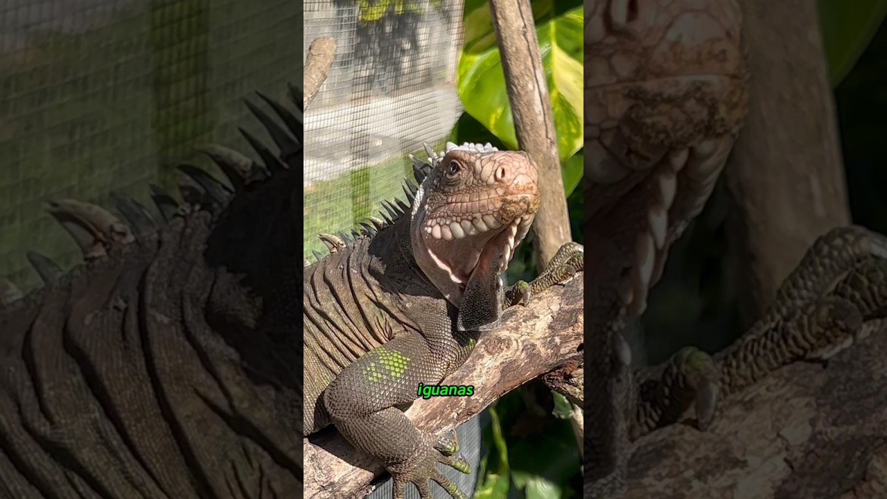 Humans Eating Iguanas to Critical Endangerment (Delicatissima) #shorts #wildlife #animals #reptiles