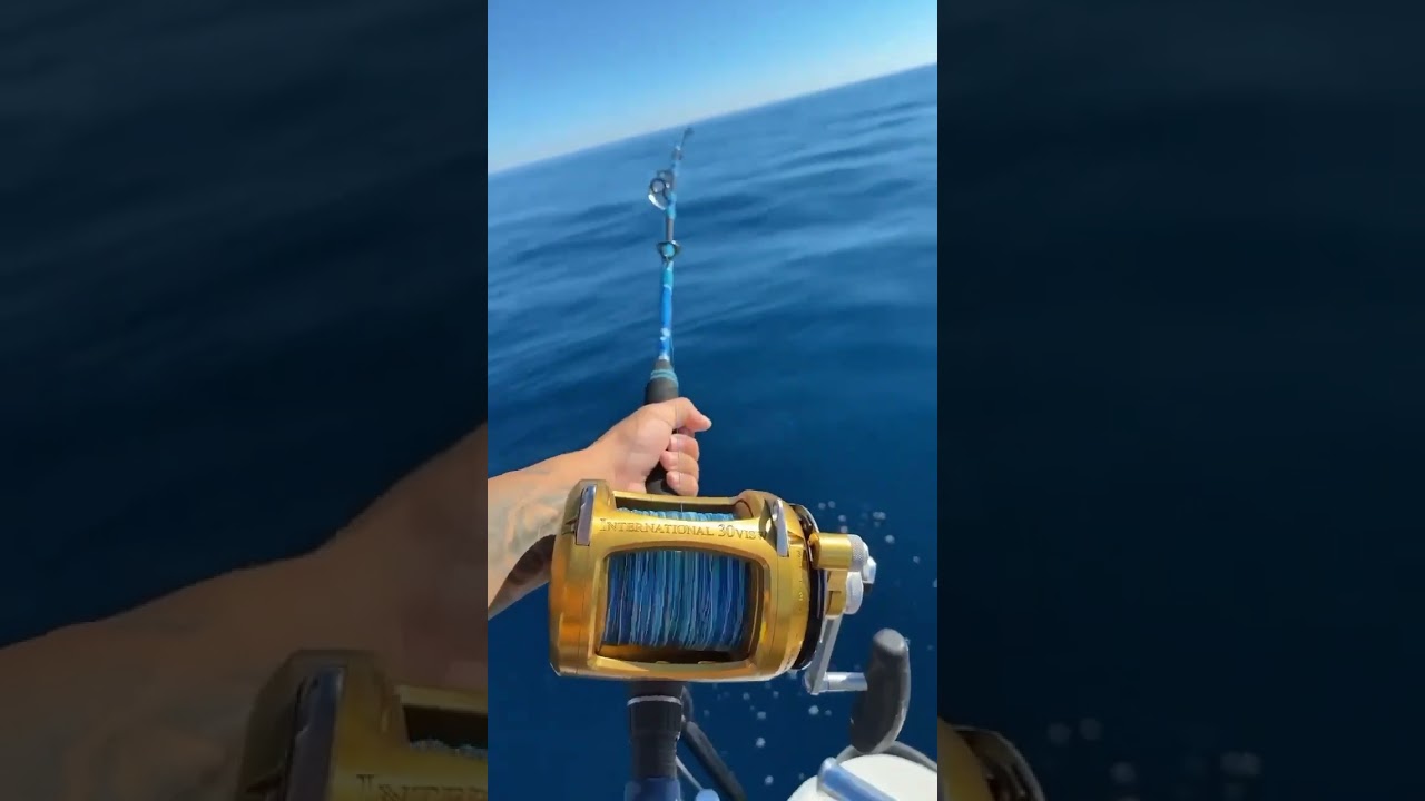 Beau d&eacute;part thon ! #tuna #thon #bluefintuna #fishing #fish #p&ecirc;che #peche