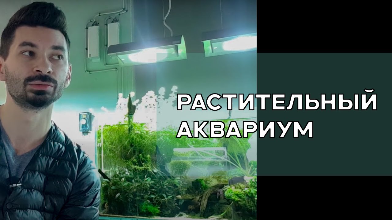 Аквариум с растениями.