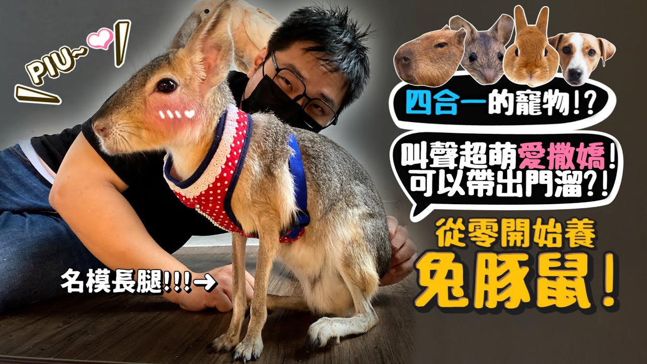 【從零開始養】寵物兔豚鼠!像水豚、兔、狗、天竺鼠，四合一的寵物?叫聲超萌愛撒嬌!是長腿名模?!可以帶出門遛?個性像狗的特寵?【許伯簡芝】