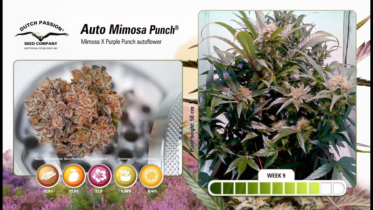 Auto Mimosa Punch - Timelapse of Growing Cannabis