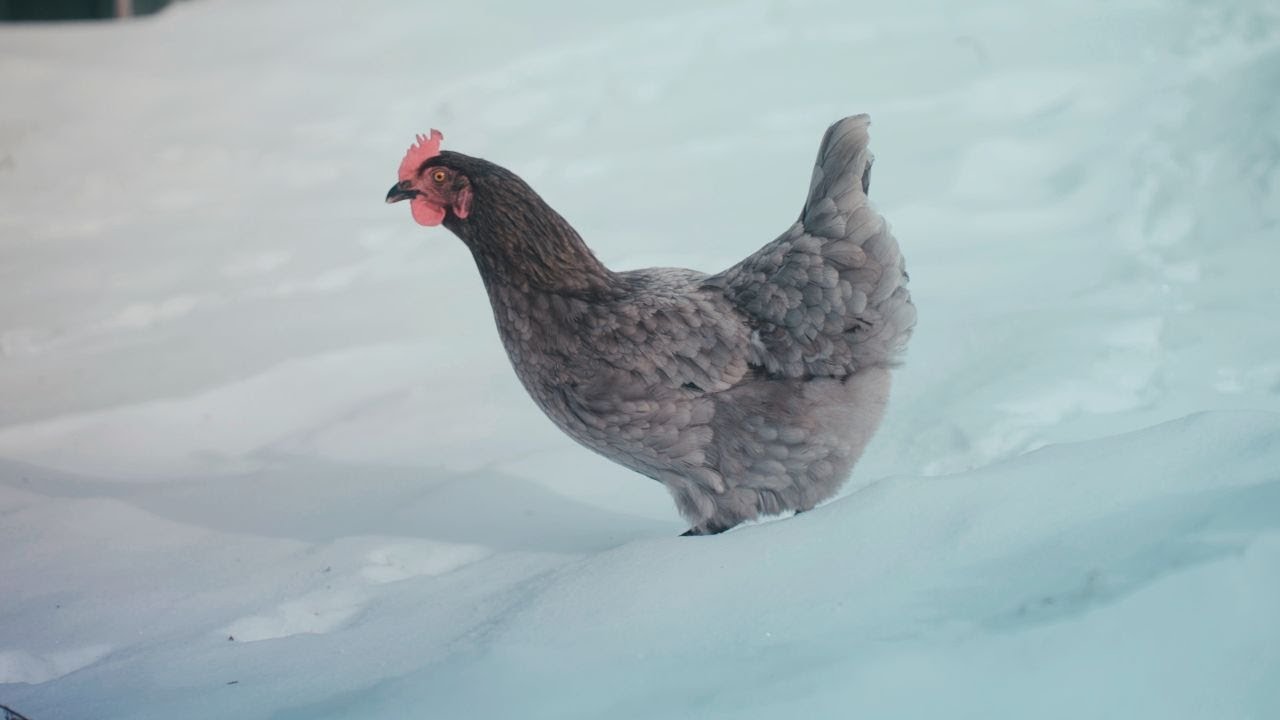 The Relentless Winter of North Idaho