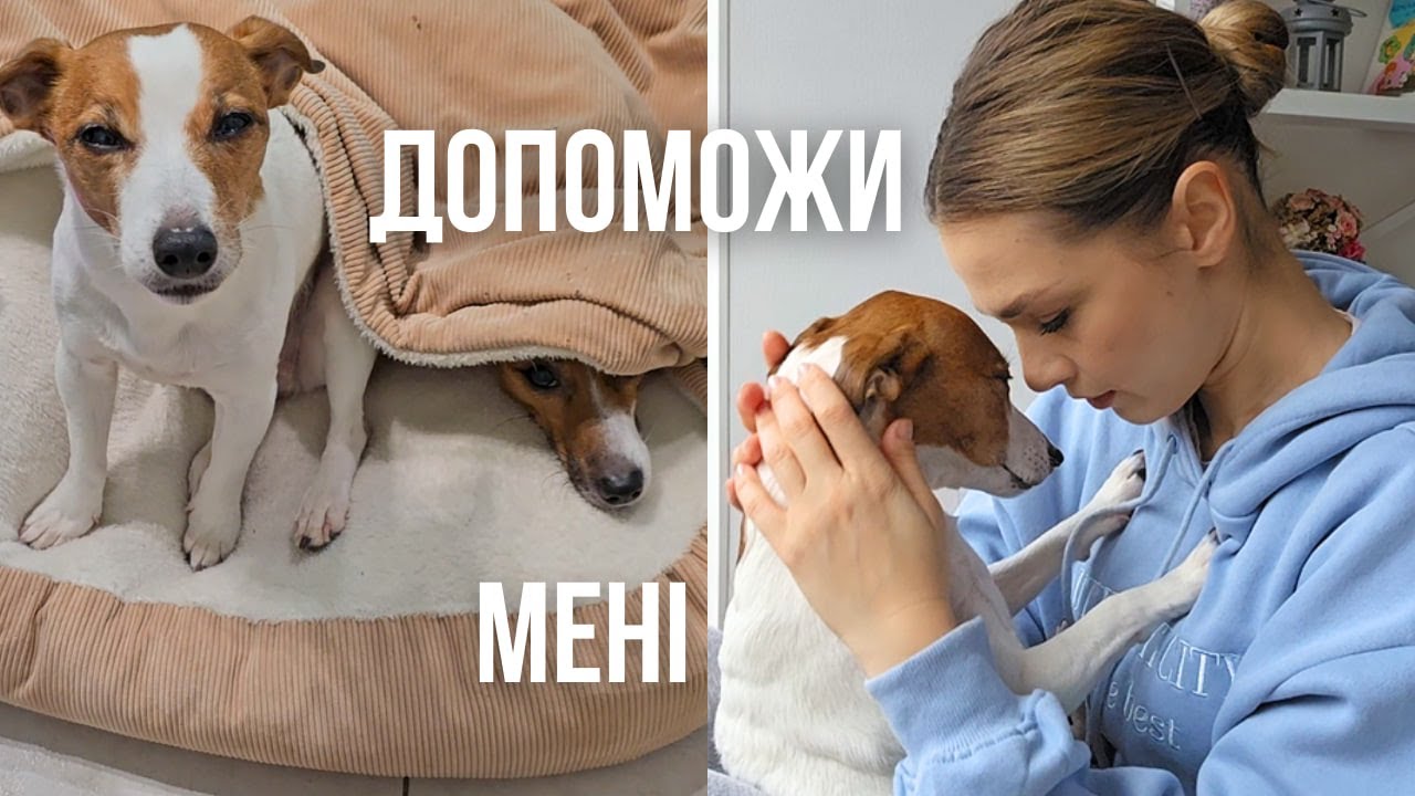 Досвiд Харків'янки: Як Допомогти Собацi Впоратись Зi Страхом Та Стресом Під Час Вибухiв