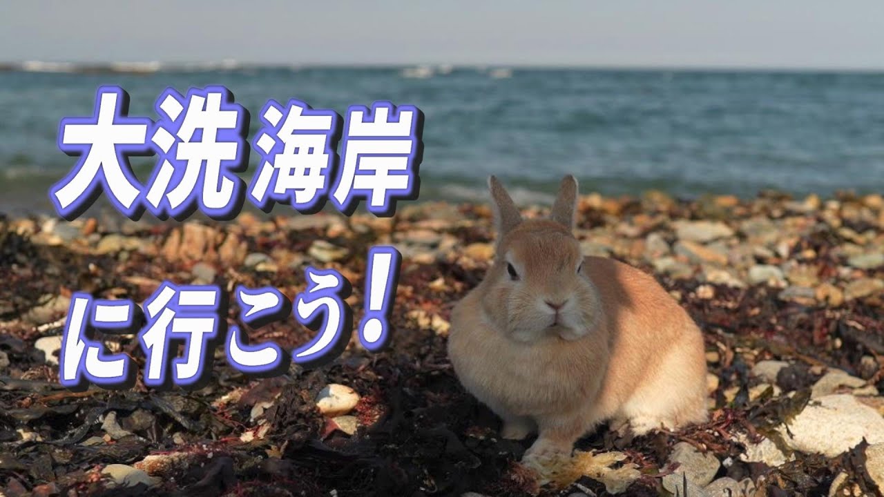 茨城県大洗海岸さんぽ