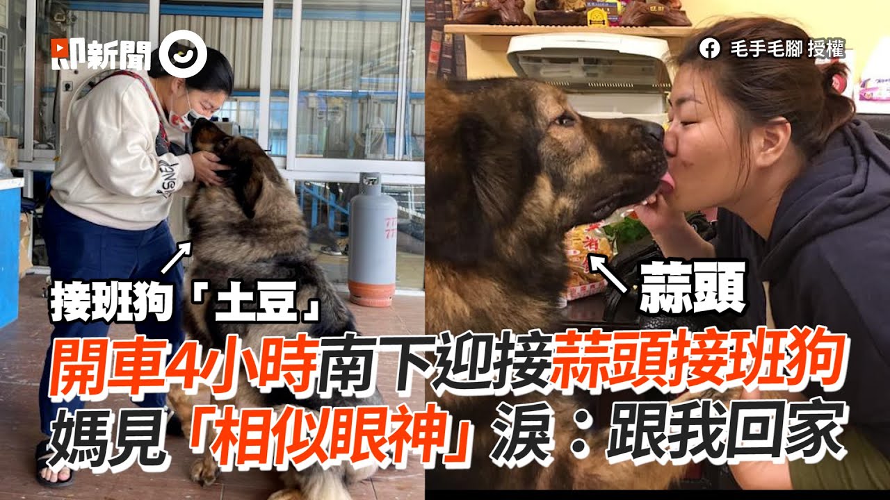 媽南下迎接蒜頭接班狗！見相似眼神淚：跟我回家｜高加索犬｜寵物動物｜精選影片