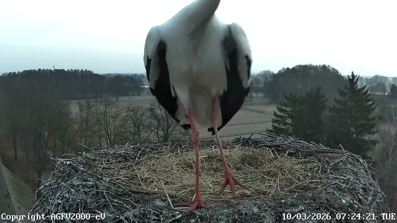 Storchennest Altlandsberg 10.03.2026 (Storchenkamera)