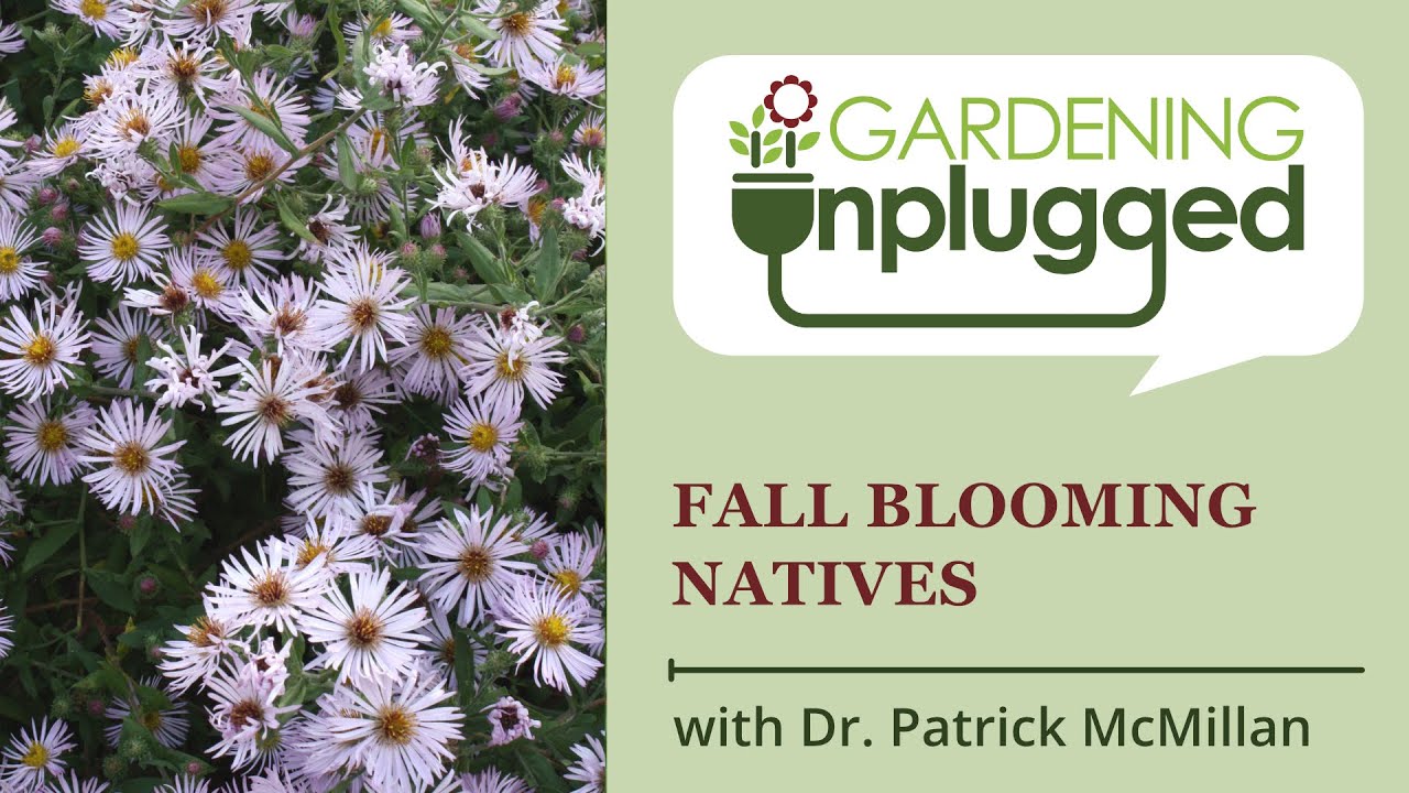 Gardening Unplugged - Fall Blooming Natives with Dr. Patrick McMillan