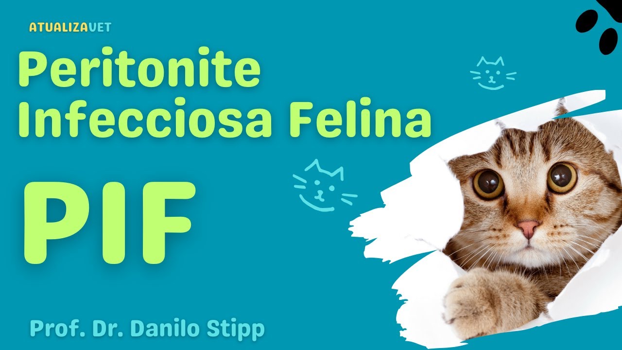 Peritonite Infecciosa Felina (PIF) - AtualizaVet