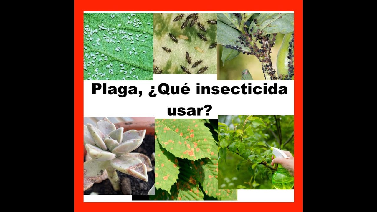 PULGON, MOSCA BLANCA, TRIP, ARAÑA BLANCA, GUSANO, ARAÑA ROJA...¿QUE INSECTICIDA USAR?