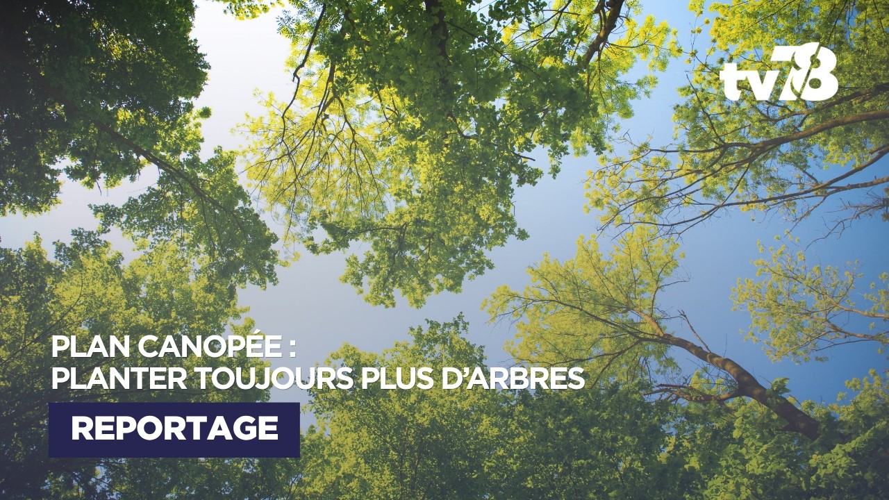 Plan Canop&eacute;e : un plan sur 9 ans pour planter plus d'arbres