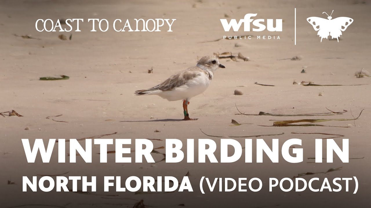 Winter birding pro-tips for the Florida panhandle | Coast to Canopy