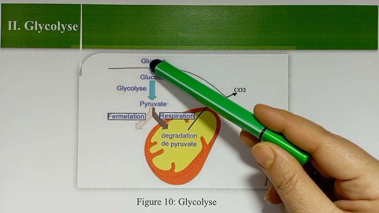 Glycolyse/ Prof. Houda EL KHEYYAT