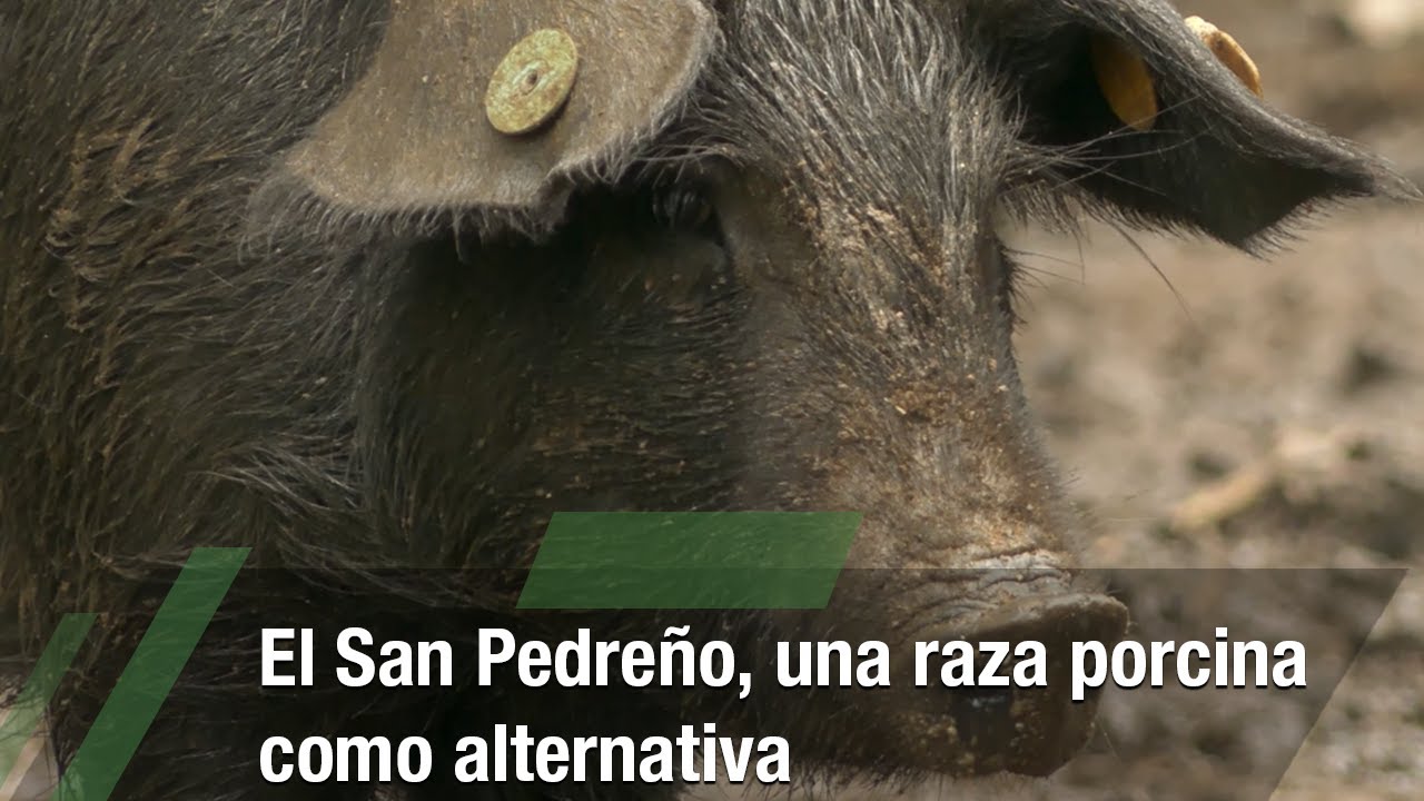 El San Pedreño, una raza porcina como alternativa- TvAgro por Juan Gonzalo Angel Restrepo