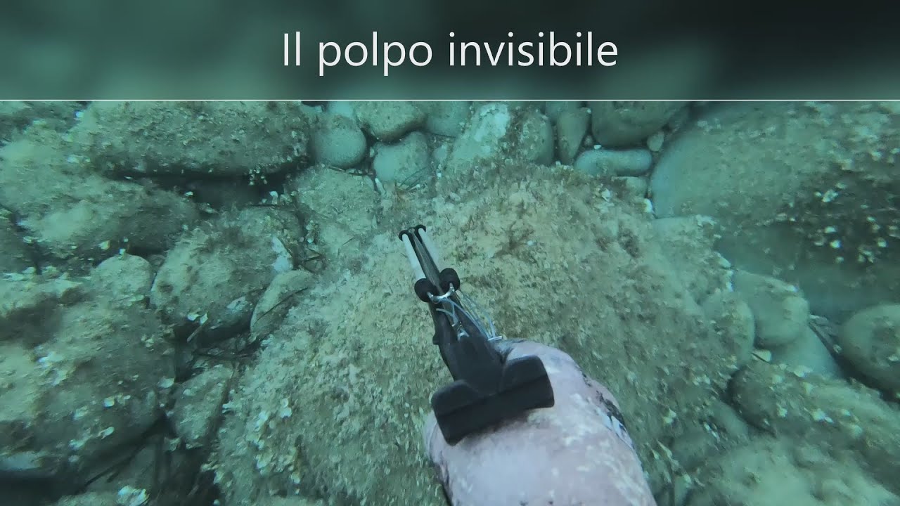 Il polpo invisibile del primo mattino. Pesca in apnea/Spearfishing Sardegna. Omer Cayman 75.
