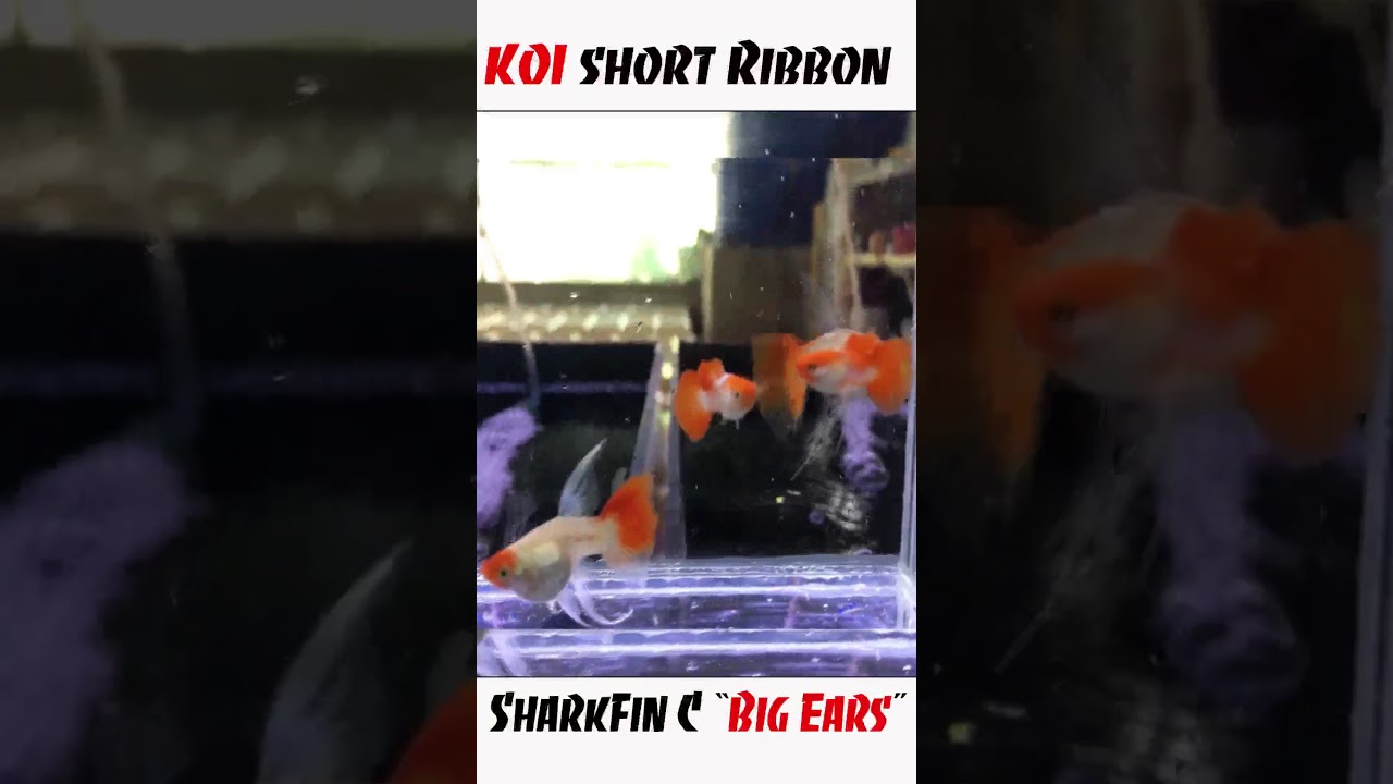 #Shorts