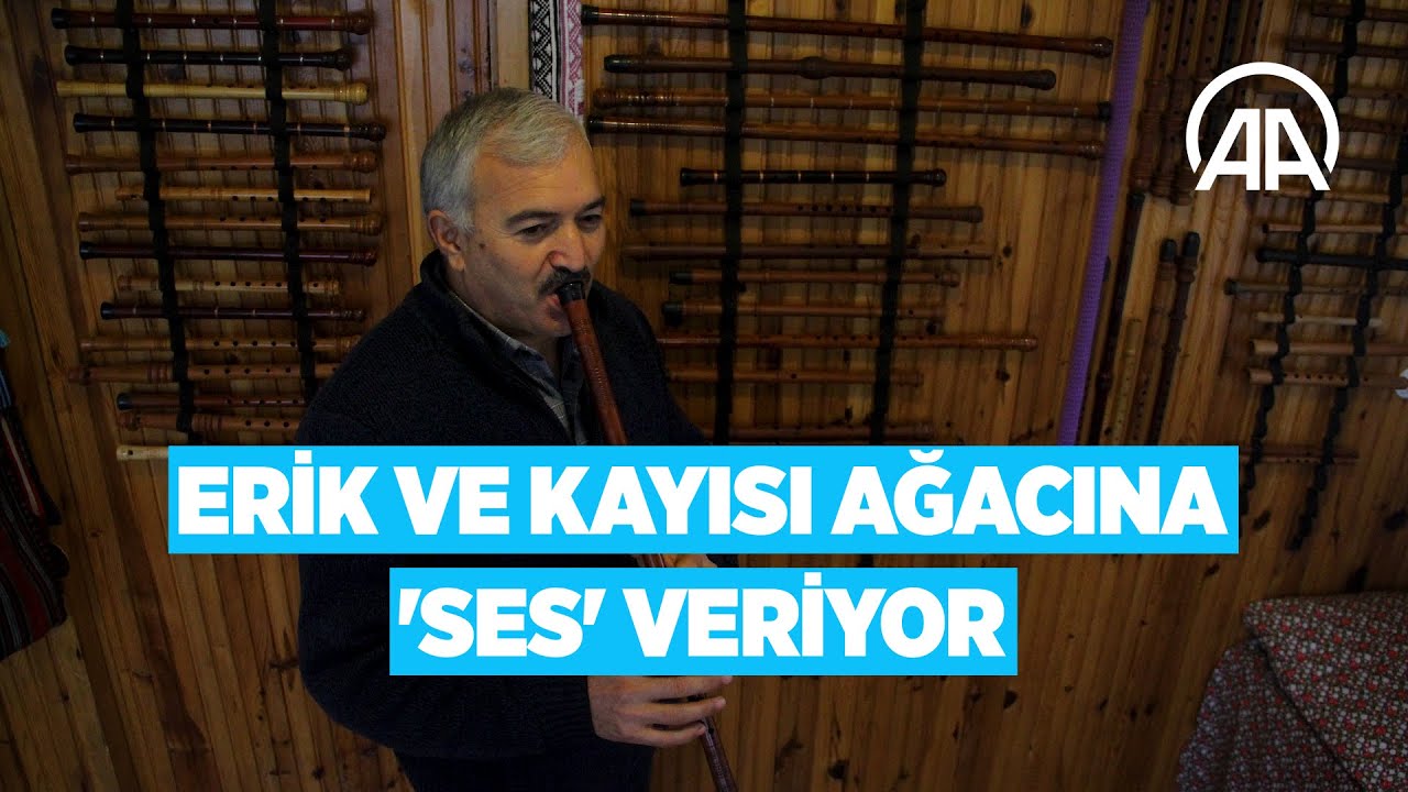 Erik ve kayısı ağacına 'ses' veriyor