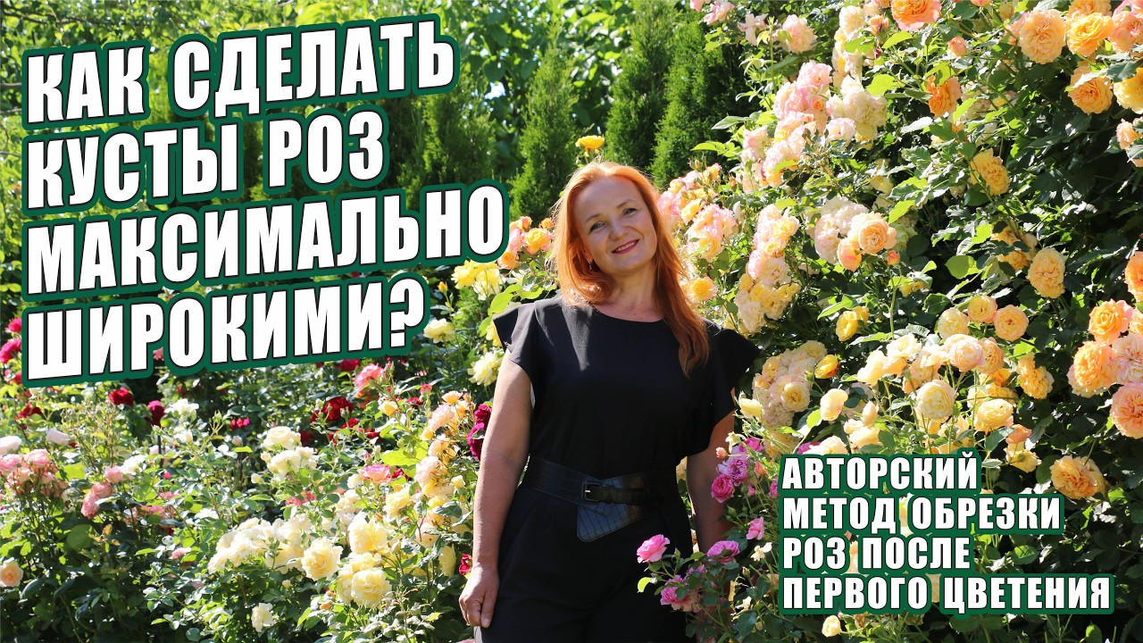 ОБРЕЗКА РОЗ ПОСЛЕ ЦВЕТЕНИЯ. СТИМУЛЯЦИЯ РОСТА БАЗАЛЬНЫХ ПОБЕГОВ. КАК СДЕЛАТЬ КУСТЫ РОЗ ШИРОКИМИ? РОЗЫ