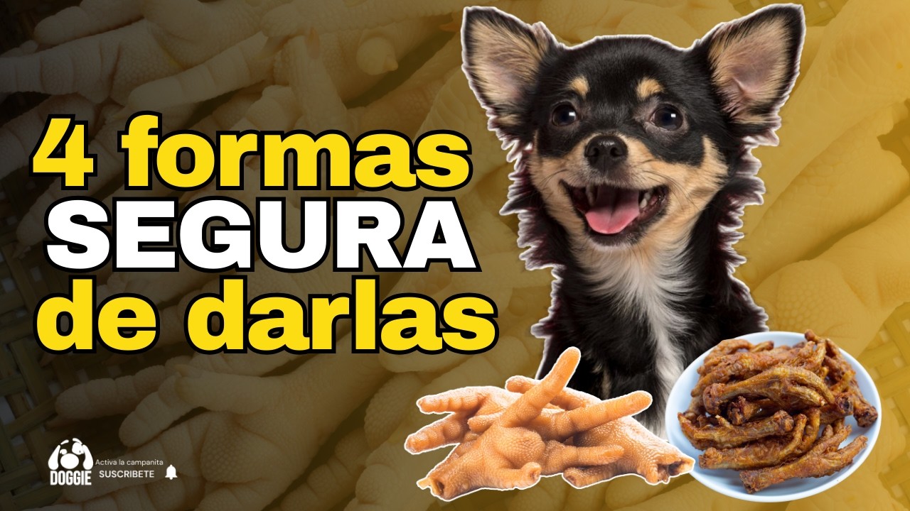 Patas de pollo para perros 🐾 4 formas seguras y nutritivas