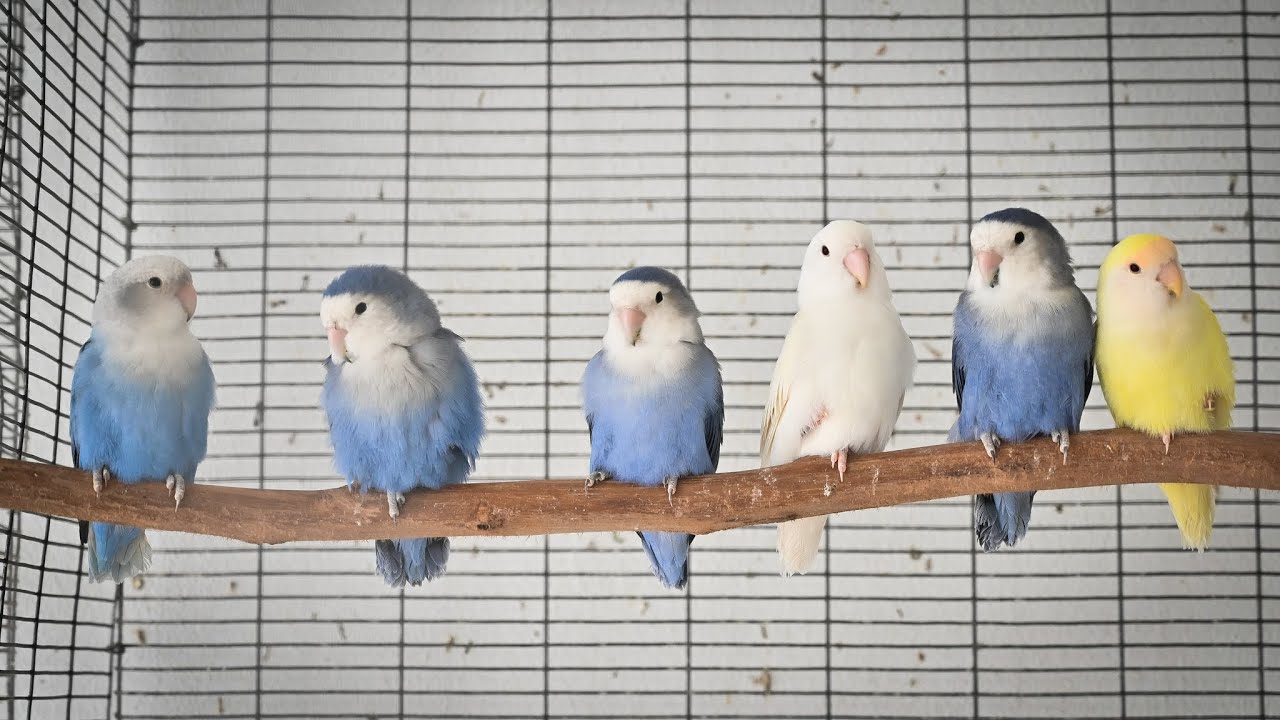 African Lovebirds - Saturday routine - feeding my birds - Agapornis roseicollis