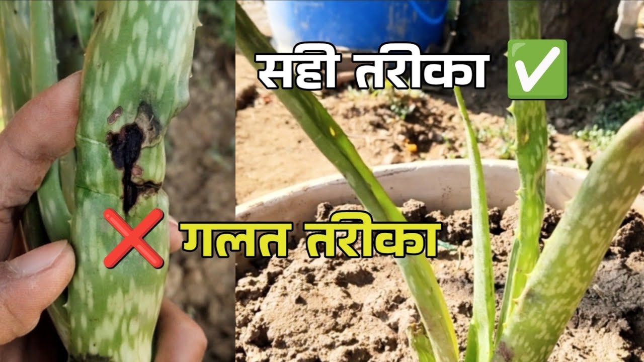 एलोवेरा लगाने का सही तरीका | Aloe Vera Planting Right & Wrong Method