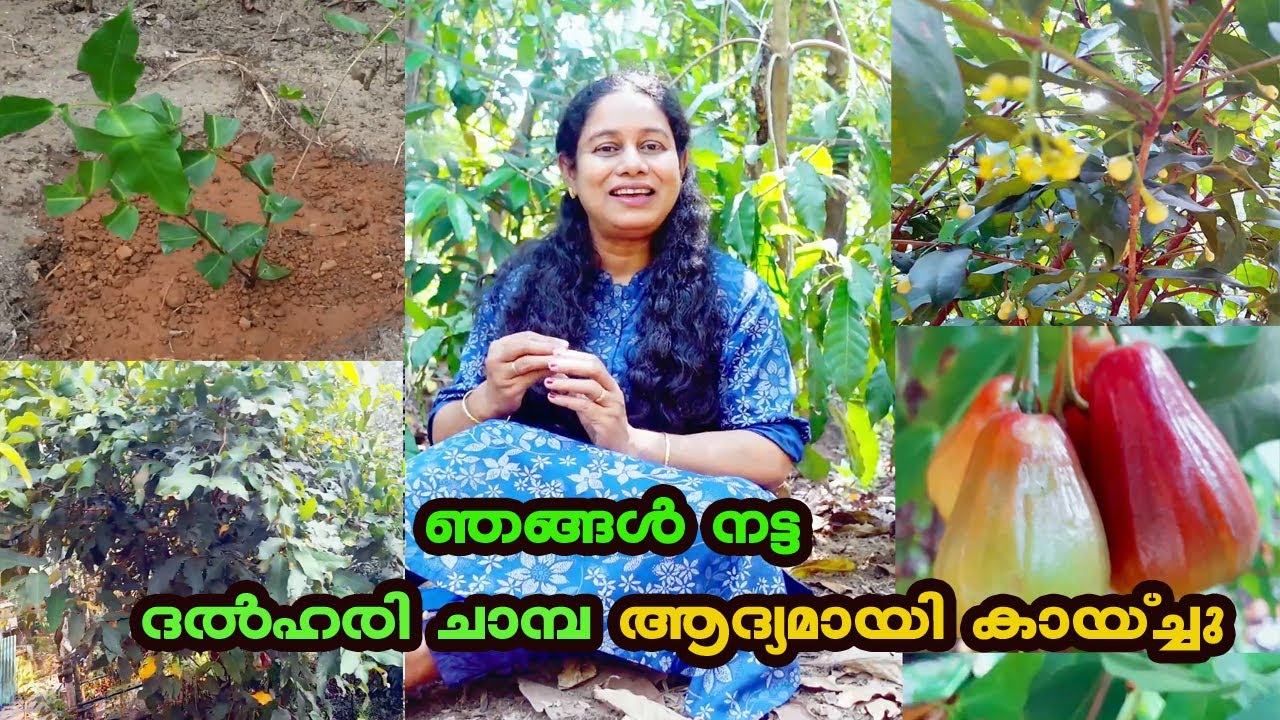 ദൽഹരി ചാമ്പ ഏറ്റവും മികച്ച ചാമ്പ ഇനം ആണോ  DELHARI CHAMBA