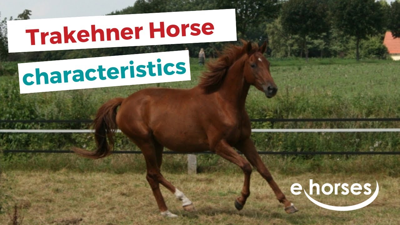 Trakehner Horse  | characteristics, origin & disciplines