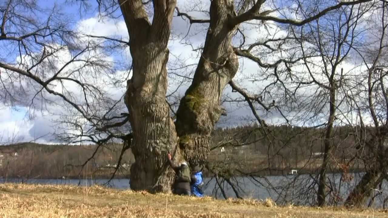N&auml;&auml;s ekhagar &ouml;ster om Floda. Vandringstips. Beautiful nature est of Floda.
