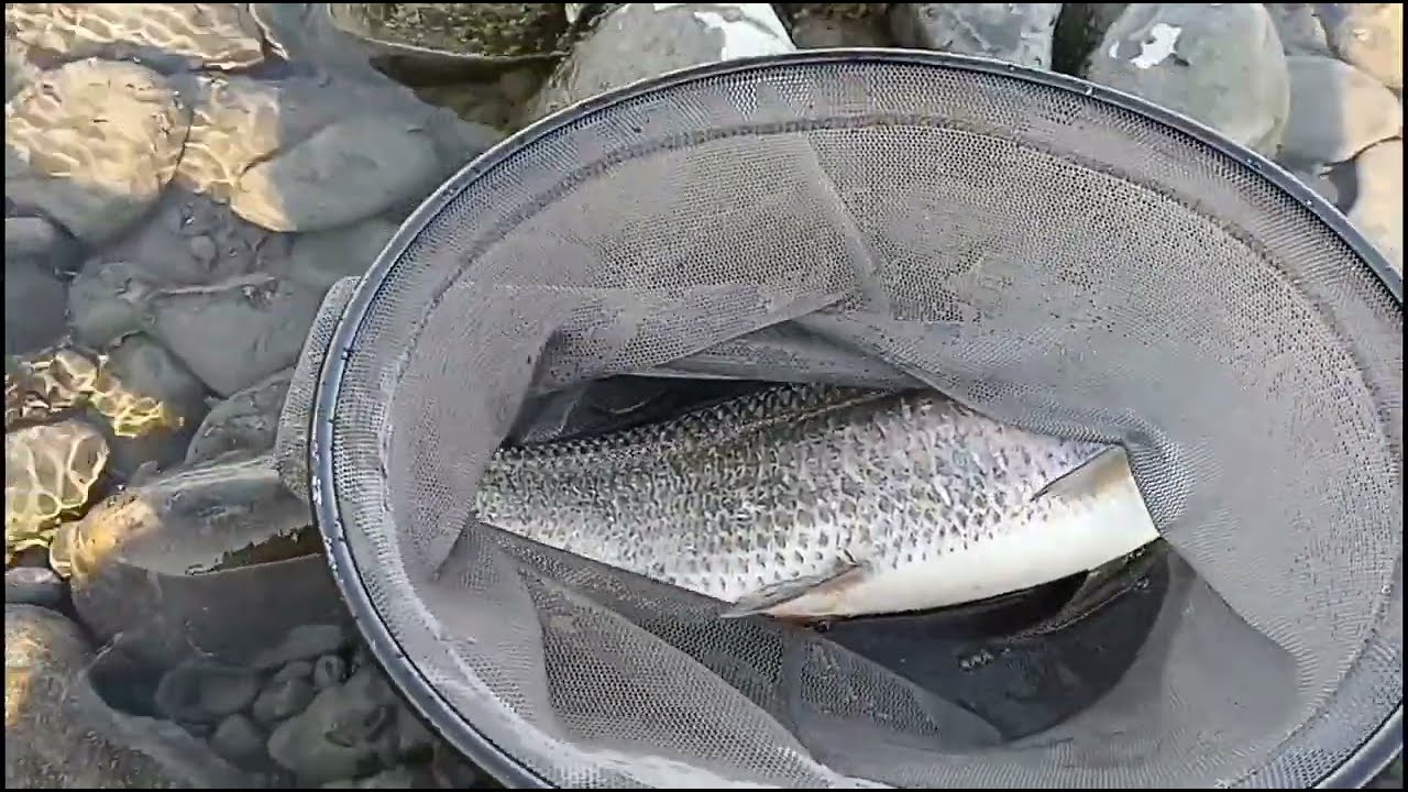野營釣魚集錦#Amusing小馬一伙的二三事#釣魚#fishing #camping #野營 #露營