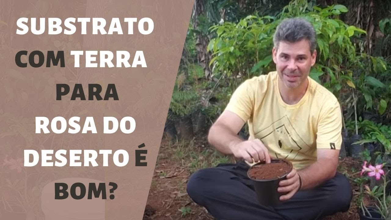 Substrato para Rosa do Deserto com TERRA: O mais fácil e barato que você já viu