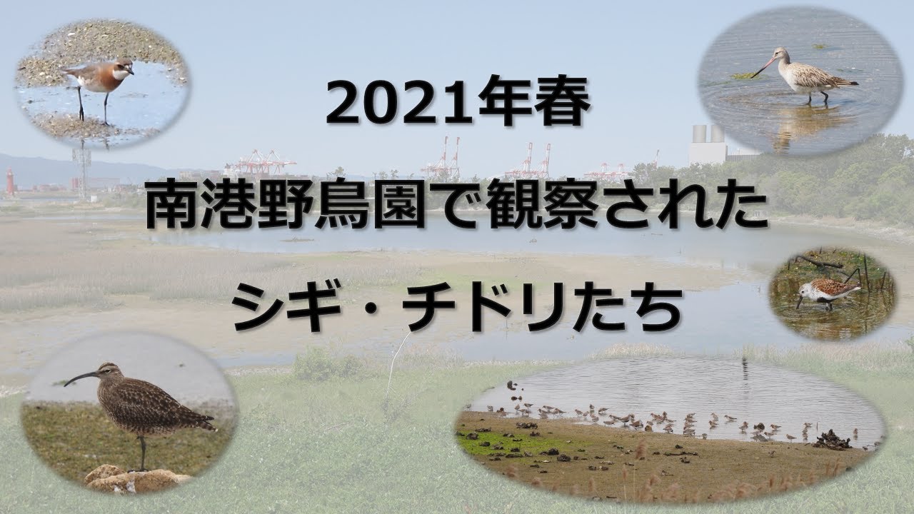南港野鳥園2021年春の渡りのシギ・チドリたち