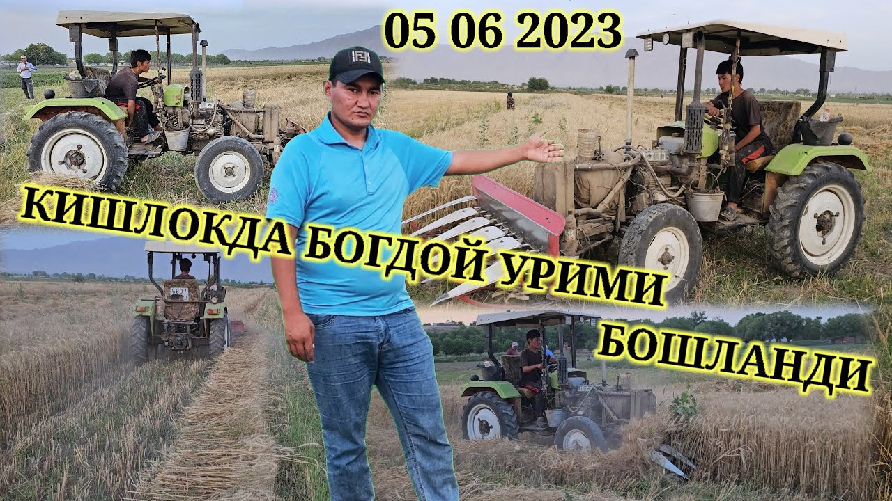 МАНА АЗИЗЛАР КИШЛОКДА МИНИ ТРАКТОР БОГДОЙ УРАЯБДИ СУТУГИ 10СОМОН ВИДЕОНИ ТЕЗ КУРИНГИЗЛАР 05 06 2023