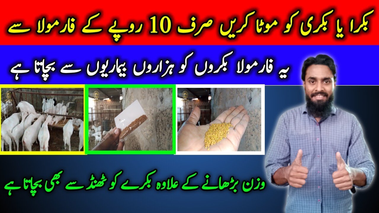 Bakre Ko Mota Karne Ka Sasta Formula || Bohat Sari Bemari Ka Hal Sirf 1 Formula Se || Abid Hannan.