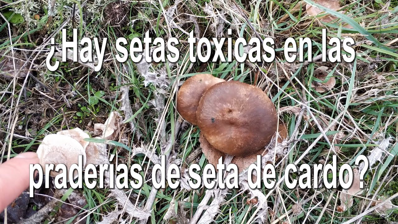 Diferencia la seta de cardo de los t&oacute;xicos clitocibes que comparten su h&aacute;bitat. Pleurotus eryngii