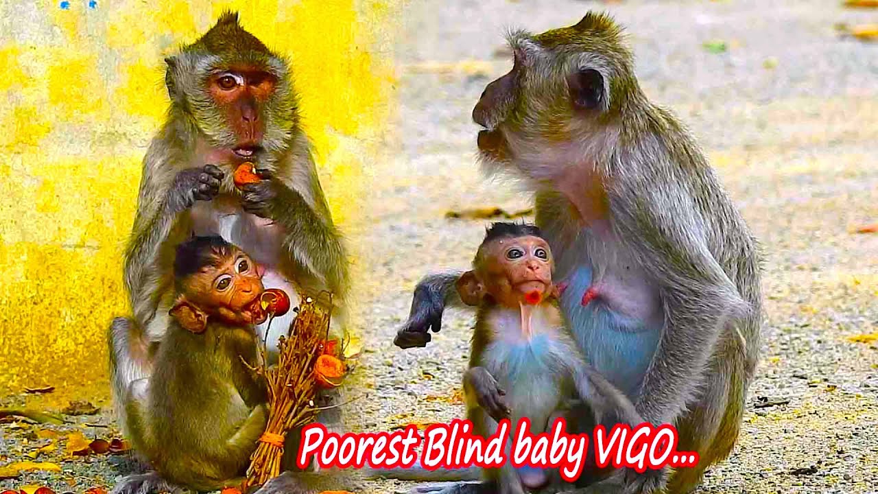 Blind VIGO got big wound after warning that mom try to wean her | Pity blind VIGO will lost mom soon