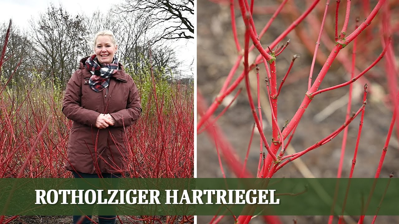 Cornus Sibirica - Ein Geheimtipp für jeden Garten