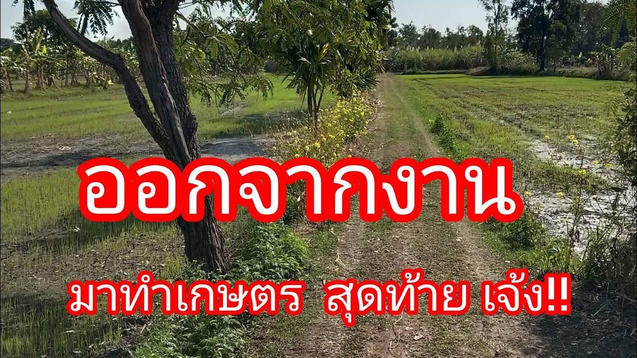 ลาออกจากงาน มาทำเกษตร สุดท้ายไปไม่รอด!!