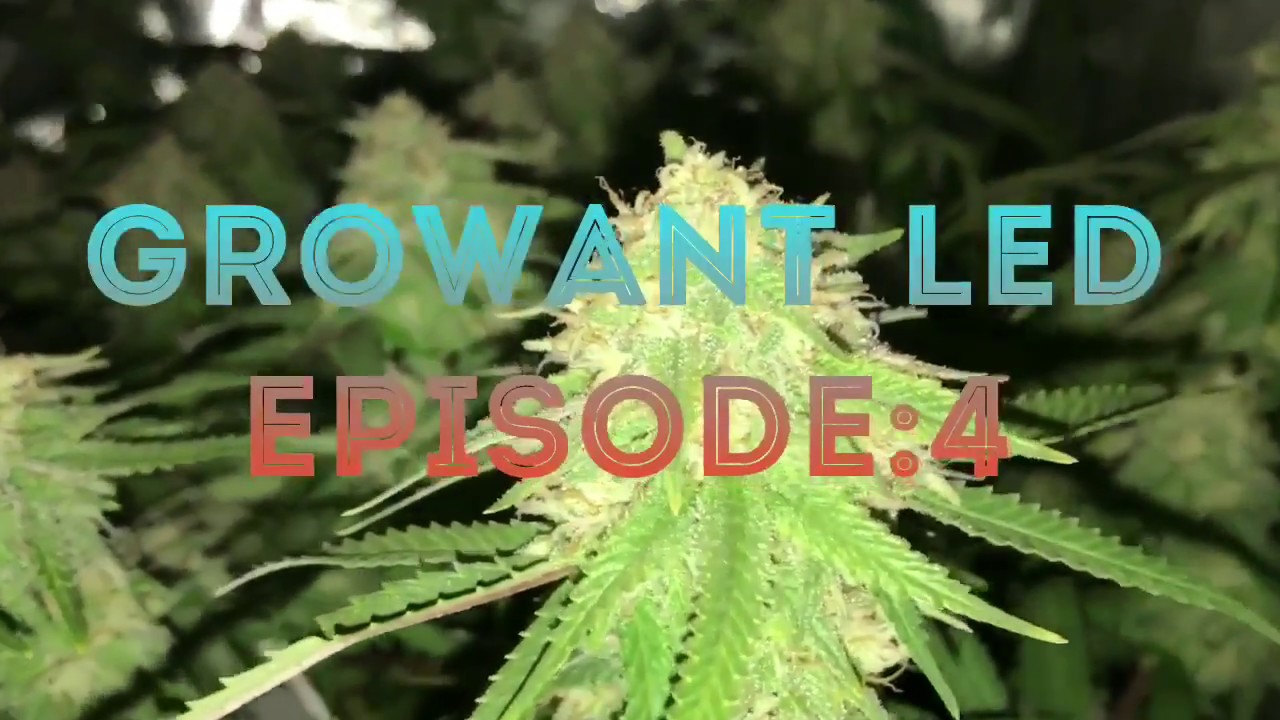GROWant Led Grow Episode 4