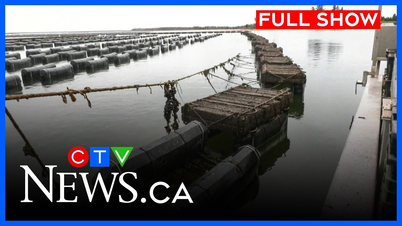 How areas hard hit by MSX, Dermo in P.E.I. are faring | CTV Your Morning Atlantic for June 4, 2026
