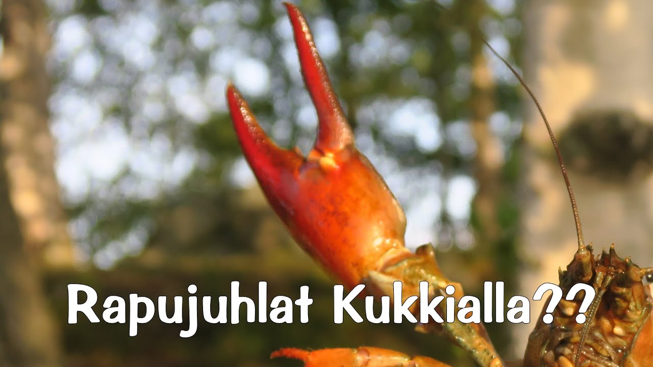 Rapujuhlat Kukkialla