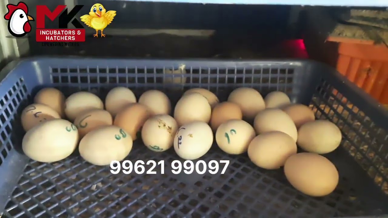 ALL TYPES OF EGG INCUBATOR AVALIABLE With leanear actuator and synchronize motor